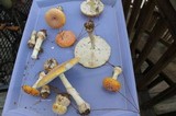 Amanita persicina image