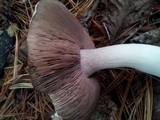 Agaricus moelleri image