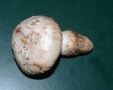 Amanita silvicola image