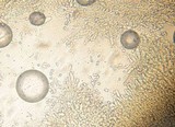 Amanita silvicola image
