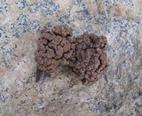 Ionomidotis irregularis image