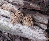 Ionomidotis irregularis image