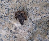 Ionomidotis irregularis image