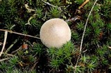 Bovista pusilla image