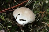 Bovista pusilla image