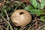 Bovista pusilla image