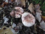 Hygrophorus russula image