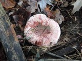 Hygrophorus russula image