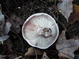Hygrophorus russula image