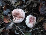Hygrophorus russula image