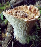 Gomphus kauffmanii image
