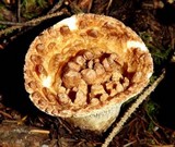 Gomphus kauffmanii image