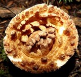 Gomphus kauffmanii image