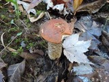 Leccinum aurantiacum image
