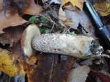 Leccinum aurantiacum image