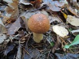 Leccinum aurantiacum image