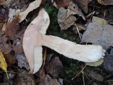 Leccinum aurantiacum image