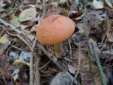 Leccinum aurantiacum image
