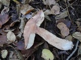 Leccinum aurantiacum image