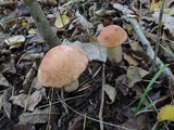 Leccinum aurantiacum image