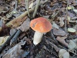 Leccinum albostipitatum image