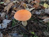 Leccinum albostipitatum image
