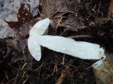 Leccinum albostipitatum image