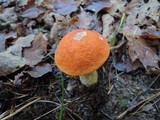 Leccinum albostipitatum image
