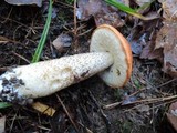 Leccinum albostipitatum image