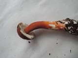 Austroboletus gracilis image