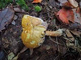Austroboletus gracilis var. flavipes image