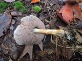Austroboletus gracilis var. flavipes image