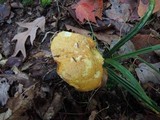 Austroboletus gracilis var. flavipes image