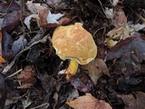 Austroboletus gracilis image