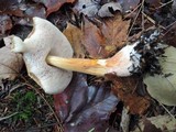 Austroboletus gracilis var. flavipes image
