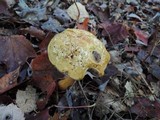 Austroboletus gracilis image