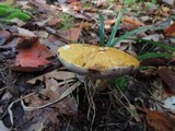 Austroboletus gracilis image