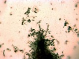 Punctularia atropurpurascens image