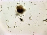 Punctularia atropurpurascens image