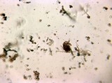 Punctularia atropurpurascens image