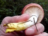 Gomphidius subroseus image