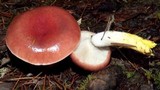 Gomphidius subroseus image