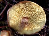 Suillus umbonatus image