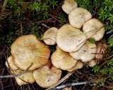 Suillus umbonatus image