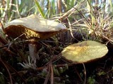 Suillus umbonatus image