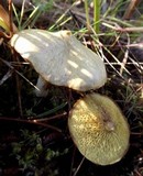 Suillus umbonatus image
