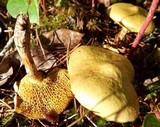 Suillus umbonatus image