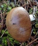 Suillus brevipes image