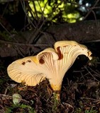 Cantharellus formosus image