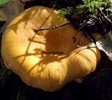 Cantharellus formosus image